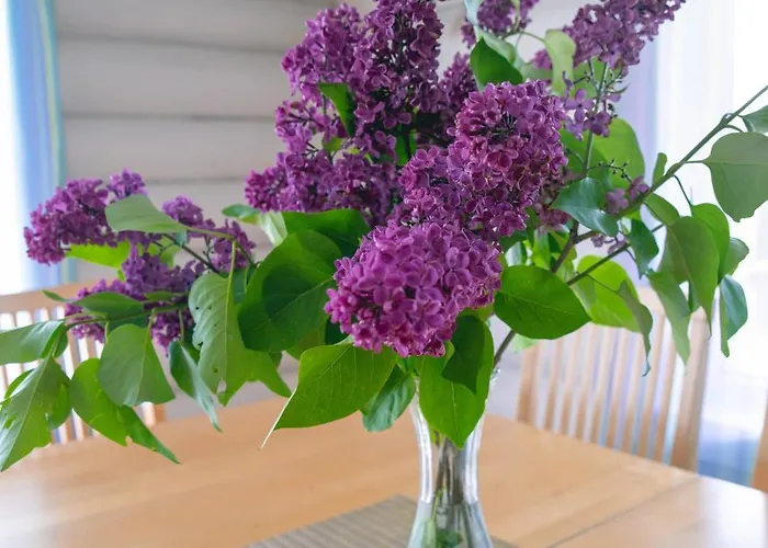 Tatil Evi Baurine Puhkemaja *